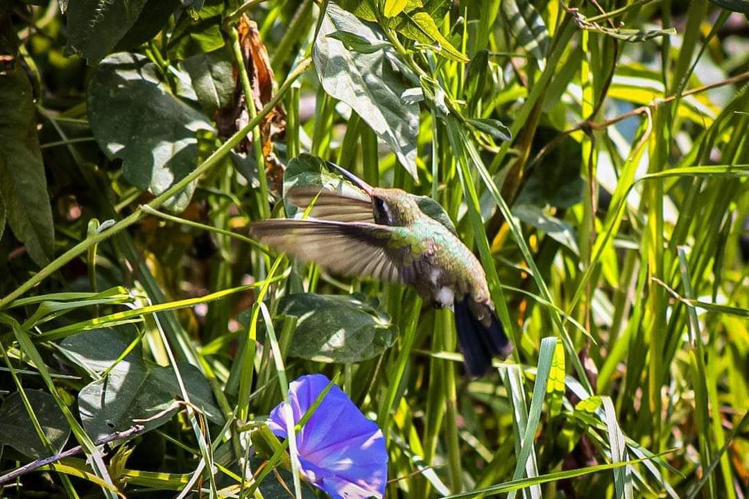 Dos Colibríes II