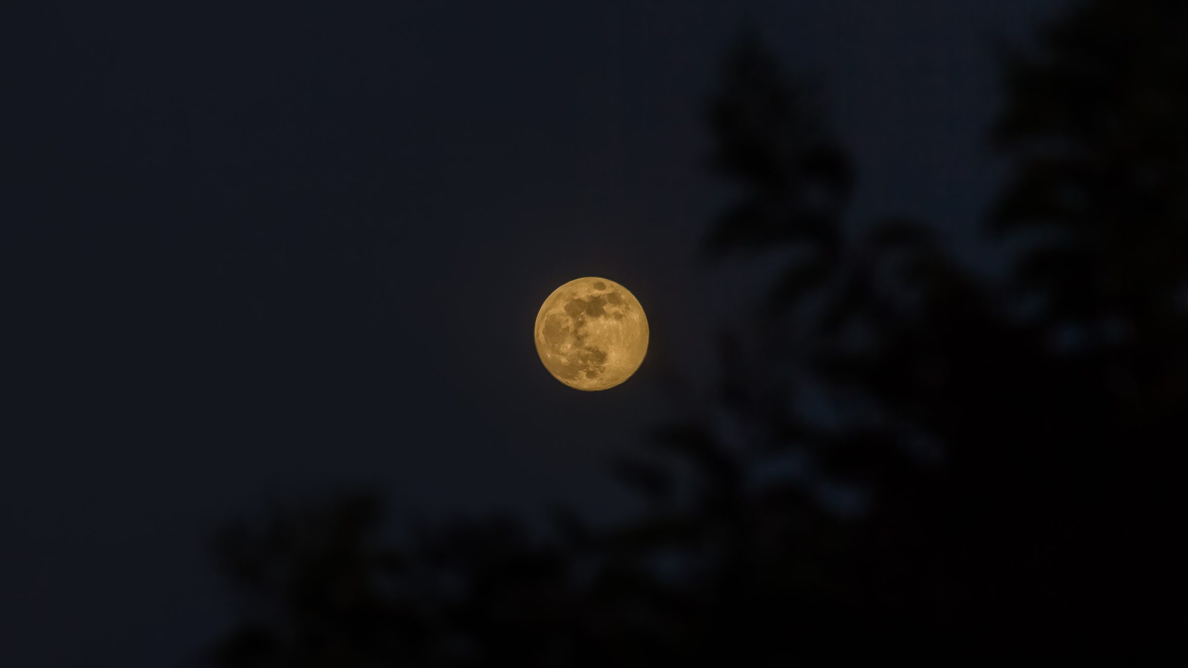 Nocturna